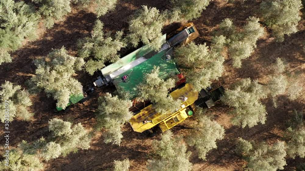 Tree Beating Method Olive Tree Shaker Harvester operation supported by four Pole beating ...