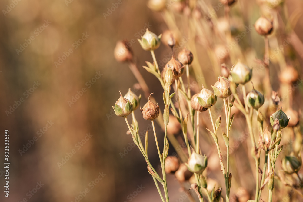 Ripe flax capsules in field, selective focus - obrazy, fototapety, plakaty 