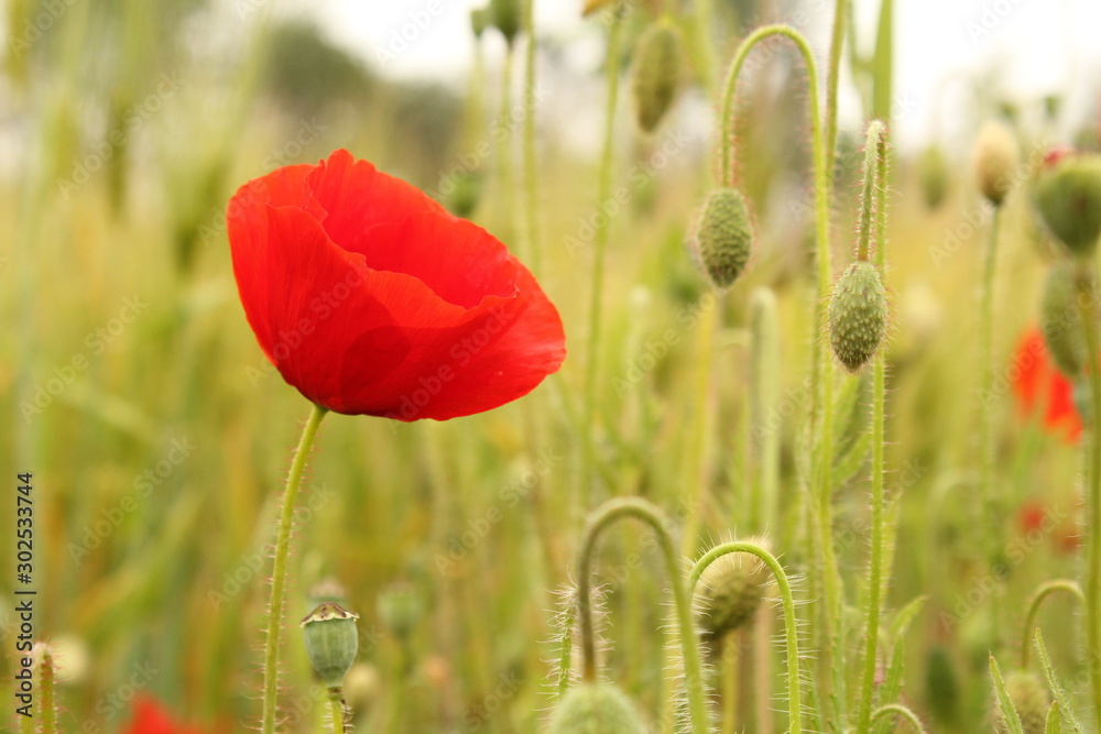 Fototapeta premium a red poppy flower closeup between buds in a field margin