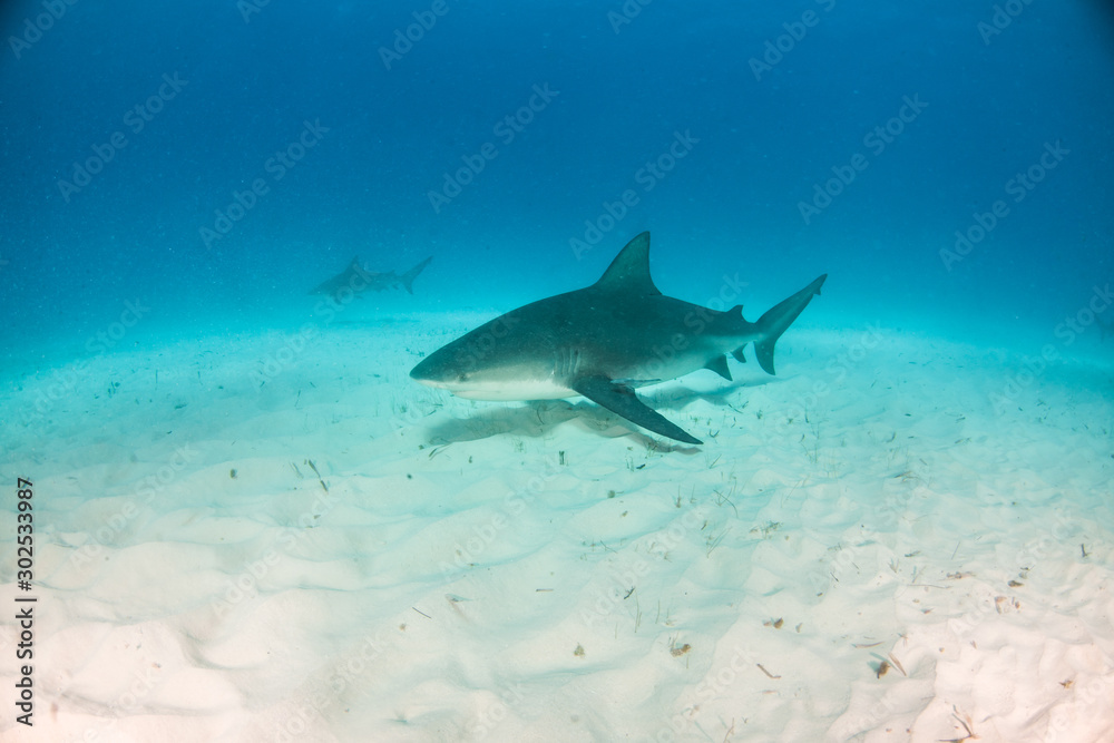 Fototapeta premium Bull shark at the Bahamas