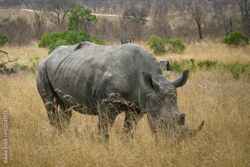 white rhinos in kruger national park  mpumalanga  south africa 29