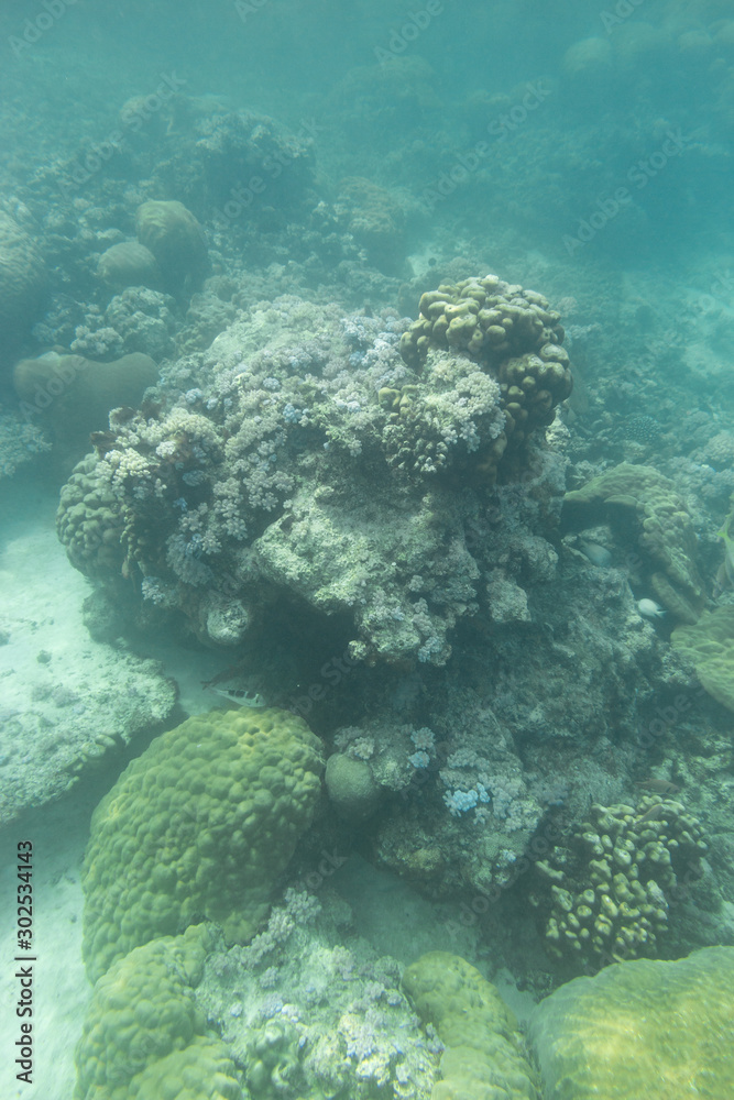 Obraz premium Indian Ocean Corals