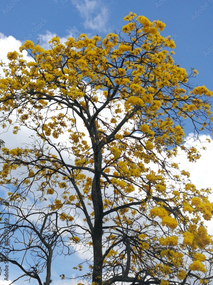Yellow Guayacan, (Handroanthus chrysanthus or Tabebuia chrysantha)