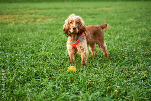 Ginger color curly Spaniel stands on green grass, looks closely at camera, waiting for team, wagging his tail. Close-up portrait of dogs muzzle. Walking pet in autumn. Horizontal shot of animal