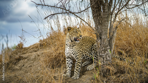 leopard in kruger national park, mpumalanga, south africa 104 © Christian B.
