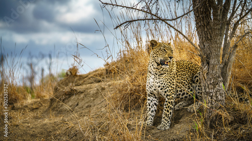 leopard in kruger national park, mpumalanga, south africa 166 © Christian B.
