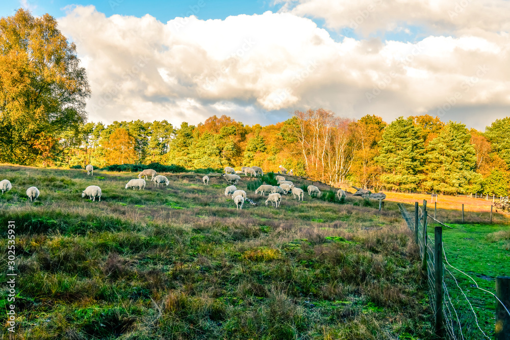 beautiful autumn colors, walk, sheep grazing in the meadow