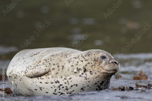 spotted seal on rock