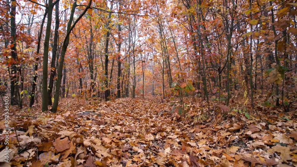 Autumn Oak Leaves in the Forest Background Motion Cam Autumn Oak Leaves in the Forest Background Motion Cam