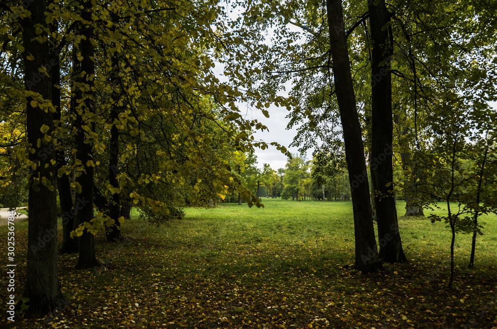 Fototapeta premium open meadow in the park