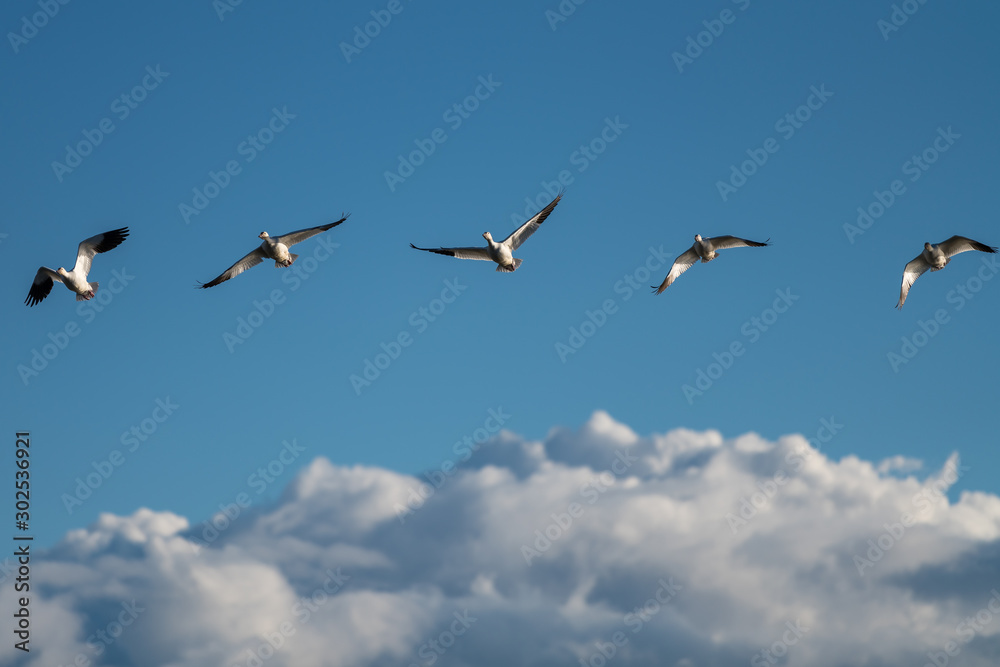 Snow Geese Migration.