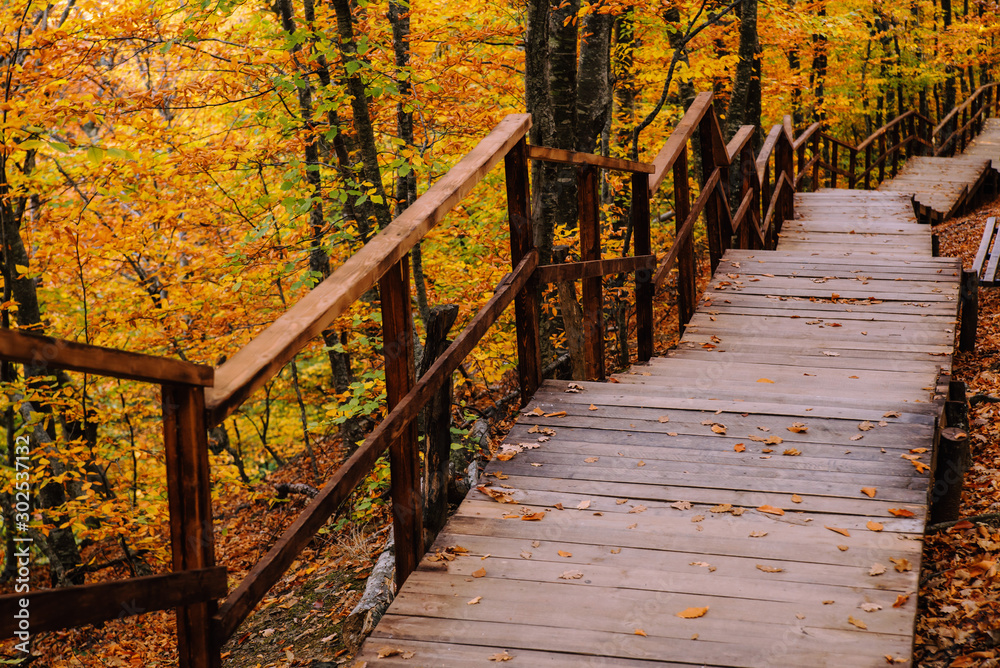 Path in the autumn forest Path in the autumn forest