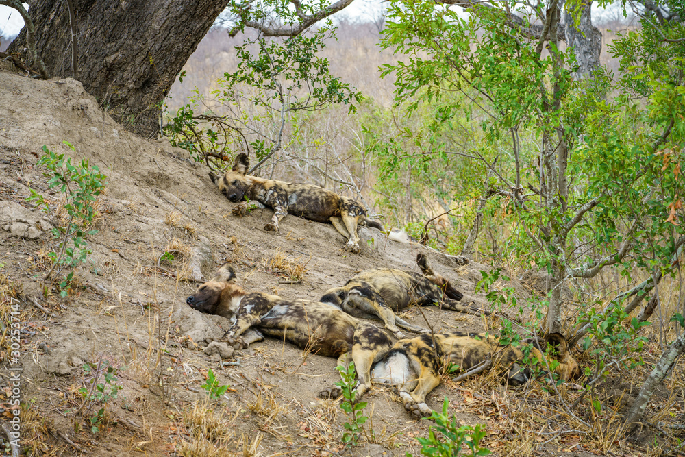 wild dogs in kruger national park, mpumalanga, south africa 20