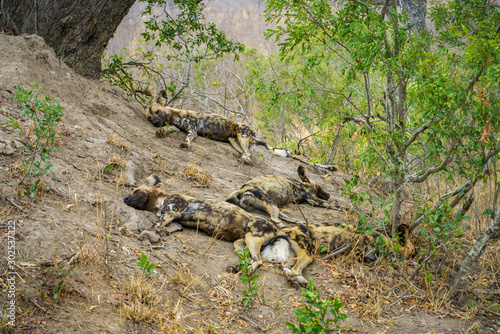 wild dogs in kruger national park, mpumalanga, south africa 23