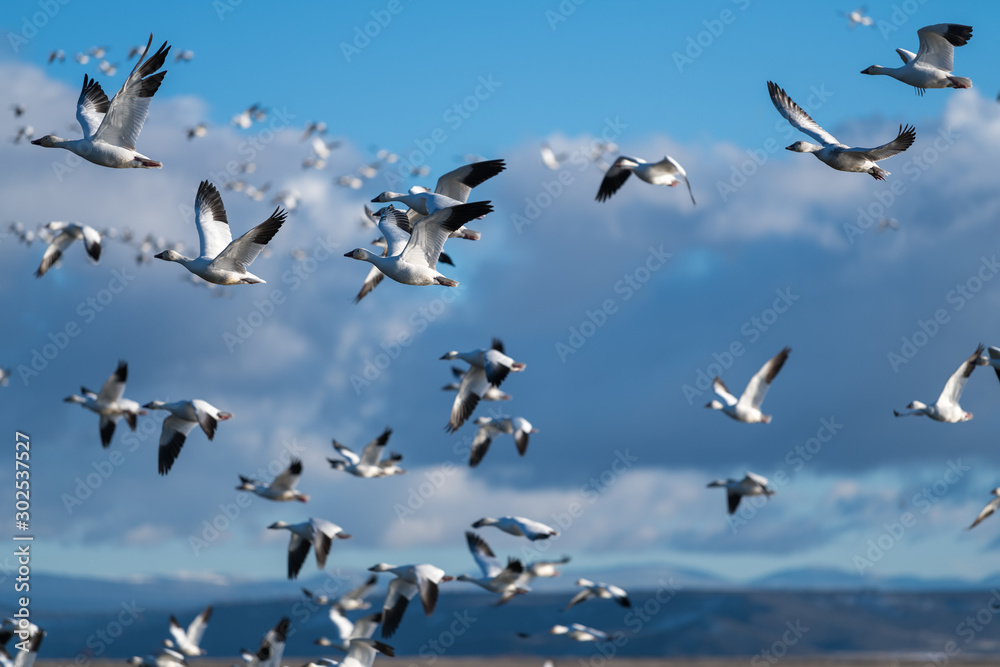 Fototapeta premium Snow Geese Migration.