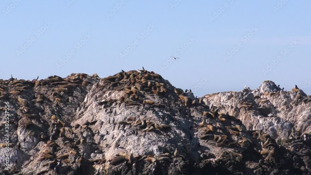 Sealions and ocean seals sunbathe atop a rock jetty in the blue and majestic sea waters of monetary Bay California, USA. Sealions and ocean seals sunbathe atop a rock jetty in the blue and majestic sea waters of monetary Bay California, USA.