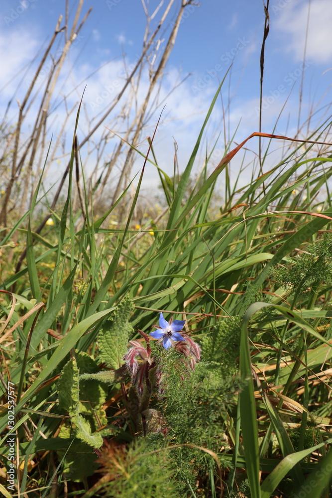 Fototapeta premium Flower