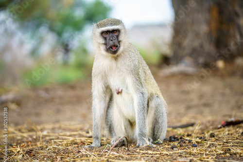 vervet monkey in kruger national park, mpumalanga, south africa 10