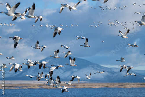 Snow Geese Migration.