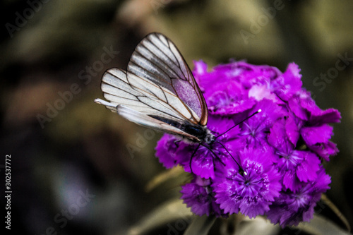 White-winged butterfly on a flower.  © MadCat13Shoombrat