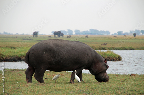Hippo in Chobe National Park in Botswana