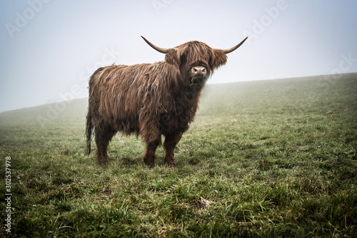 Highland Cattle Kyloe Schottisches Hochlandrind