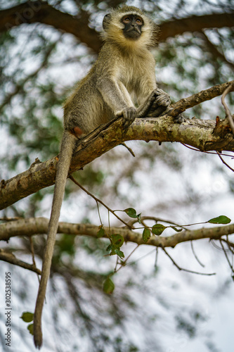 vervet monkey in kruger national park, mpumalanga, south africa 111