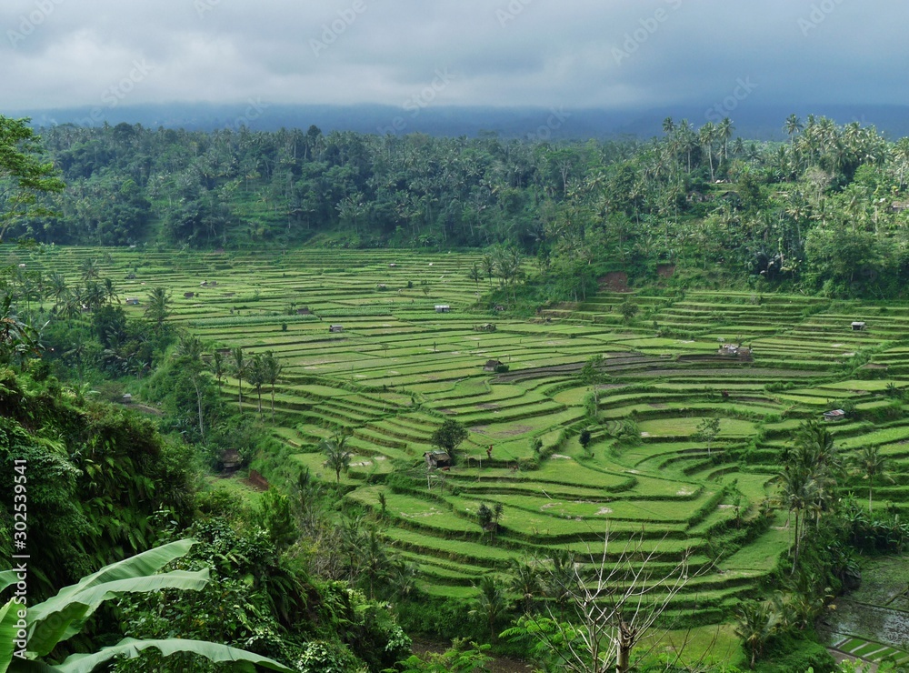 rice terraced in bali indonesia