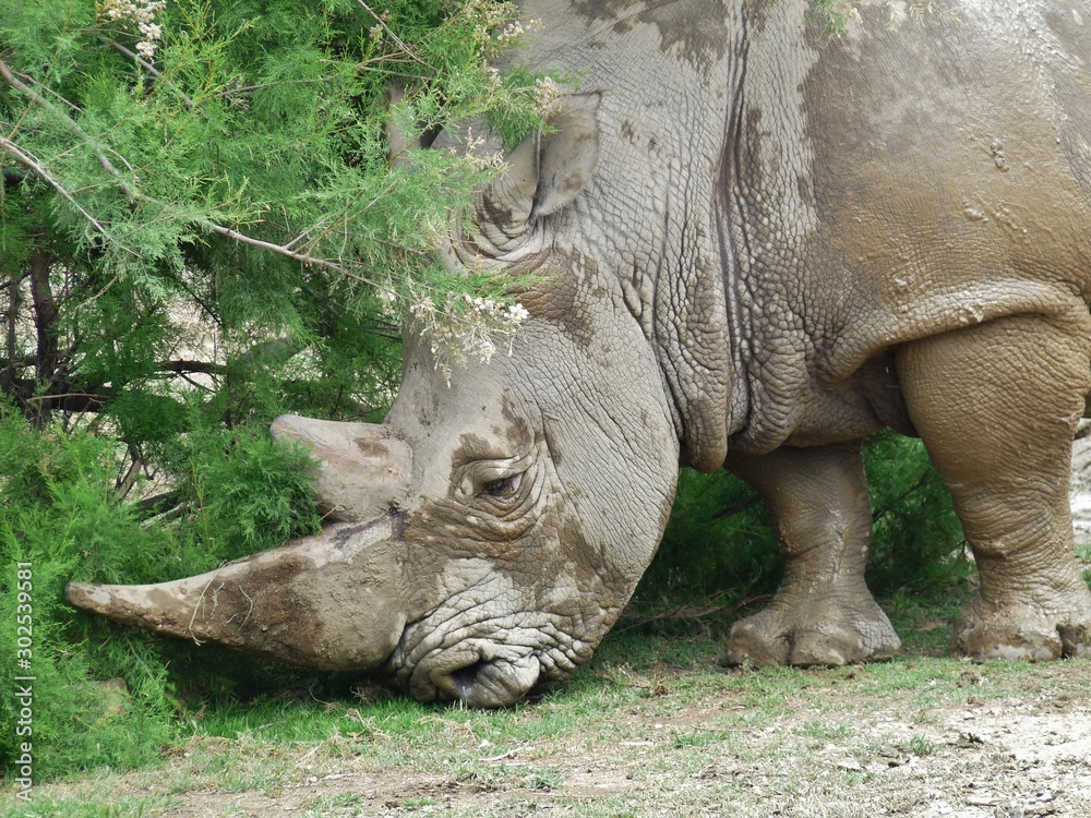 Fototapeta premium close up of rhinoceros