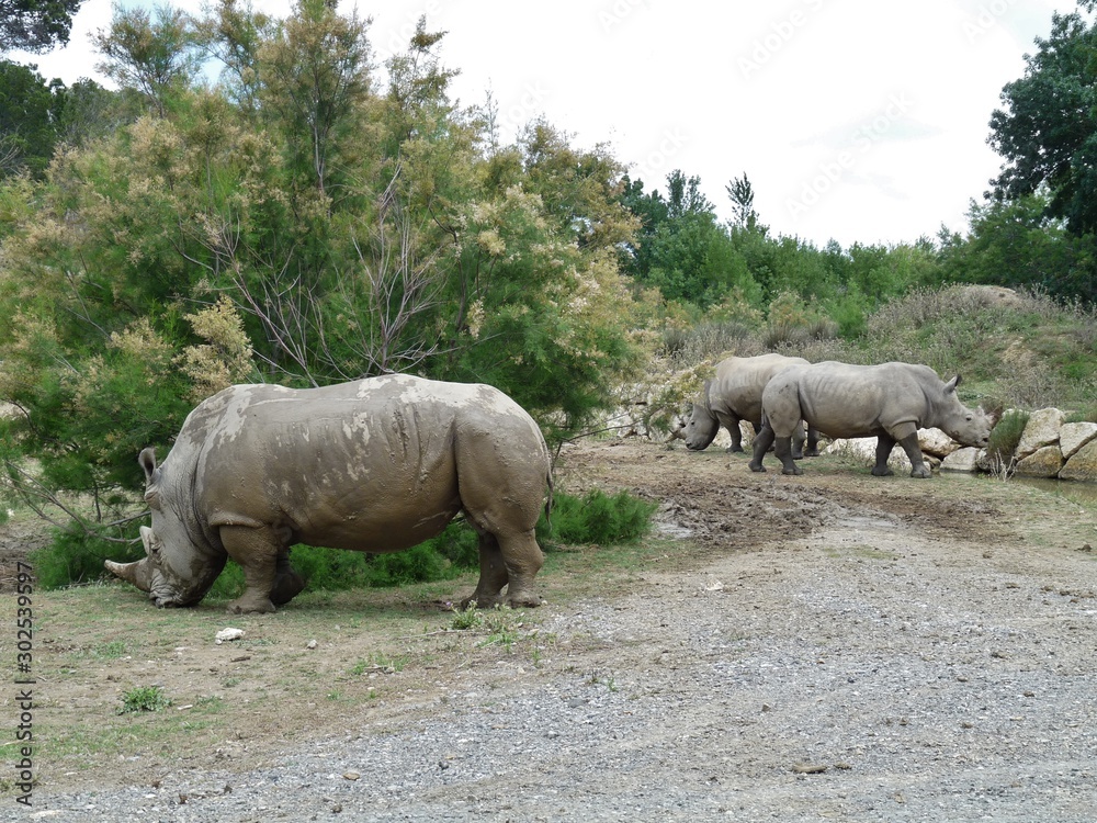 herd of rhinoceros