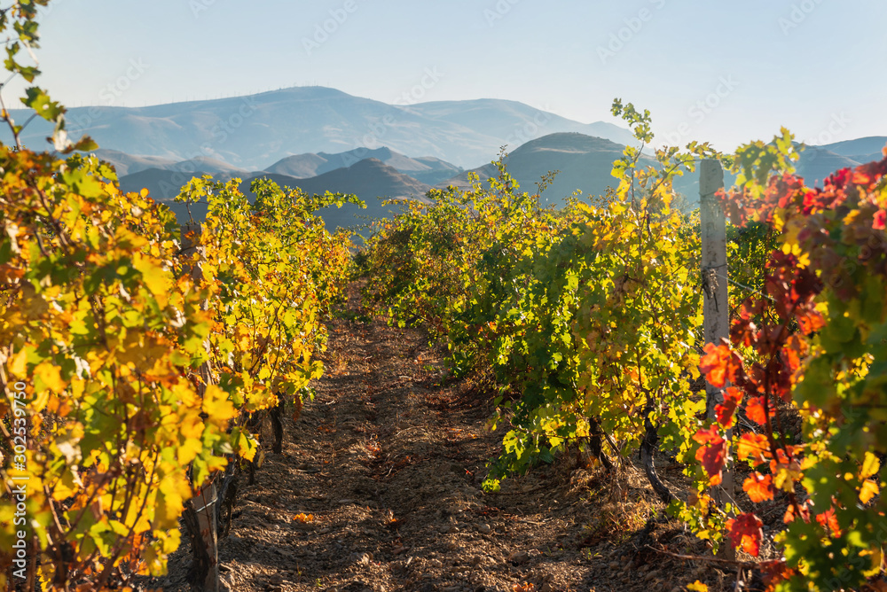 Vineyard in the fall on a sunny day