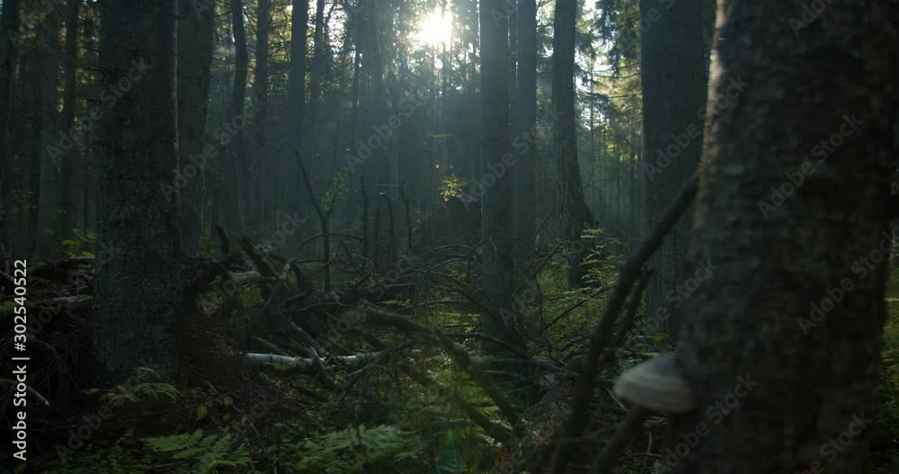 Dark mysterious forest with fallen trees in misty morning Dark mysterious forest with fallen trees in misty morning