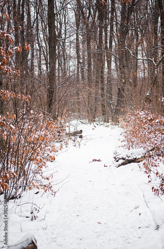 Pathway in the forest in wi...