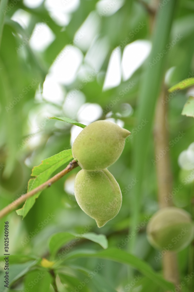 green olives on a tree green olives on a tree