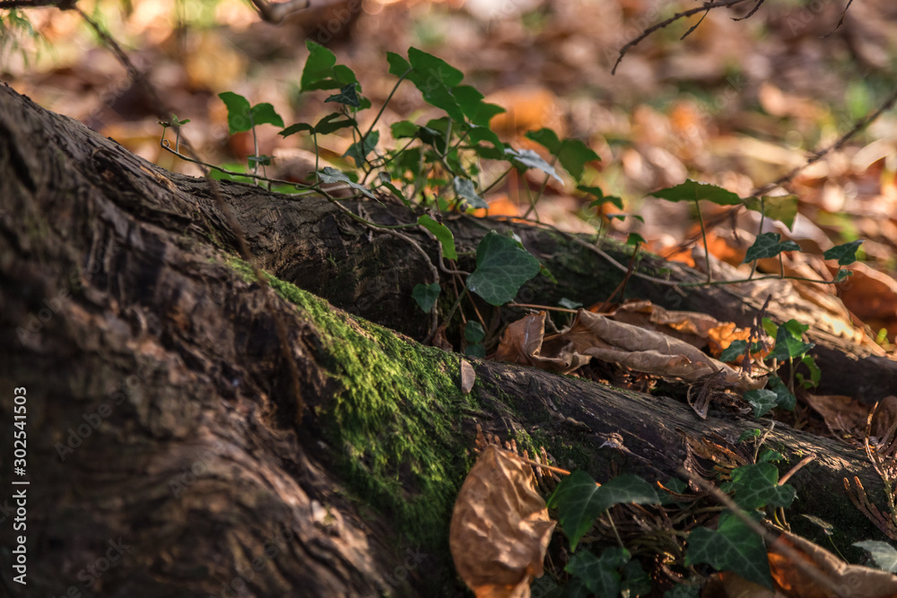 natural background of natural plant texture.