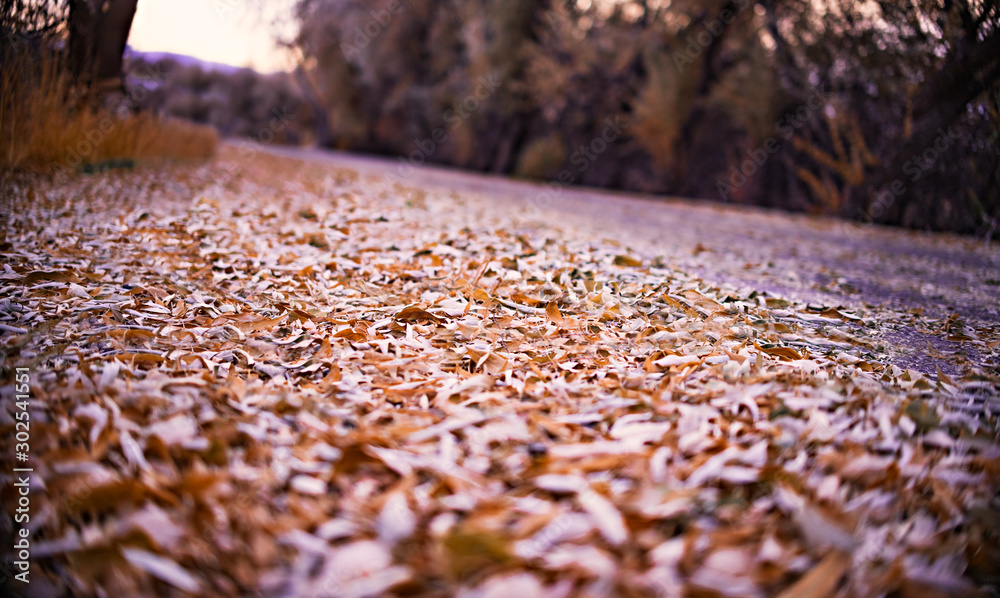 Fall leaves covering the ground Fall leaves covering the ground