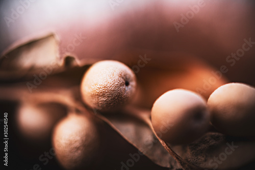 Beautiful dried berries in the fall