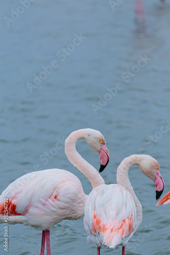 Great pink flamingos group on a lake pond in La Camargue wetlands, France
