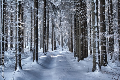 Snow Forest © Frank
