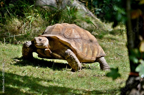 Large Tortoise