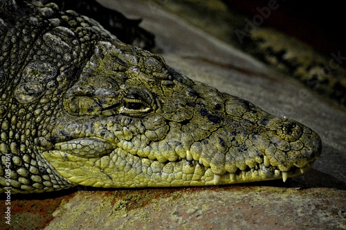 Crocodile Close Up
