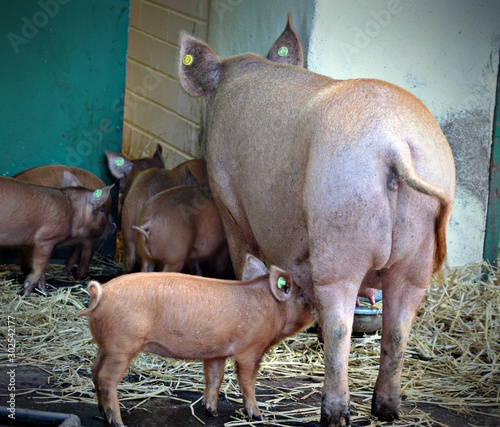 Feeding Piglet