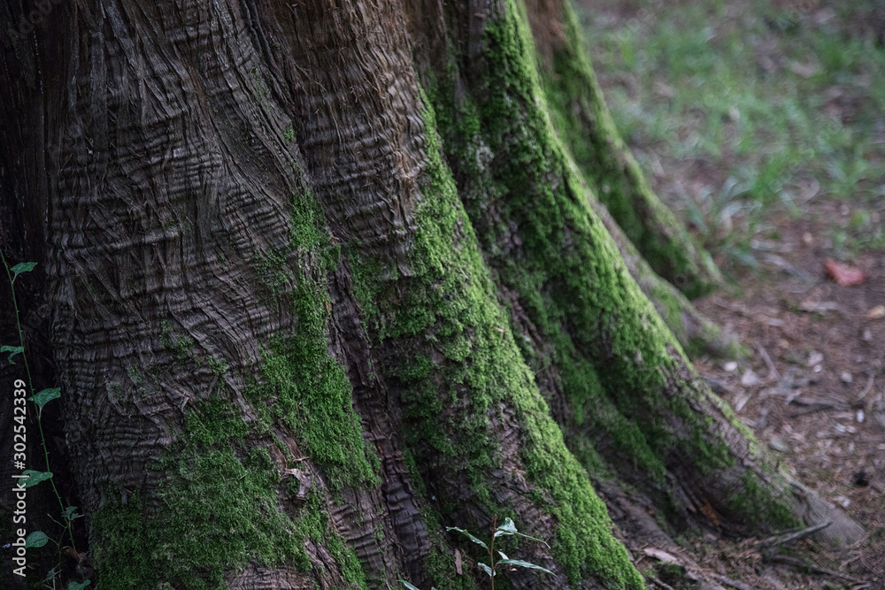 natural background of natural plant texture. natural background of natural plant texture.