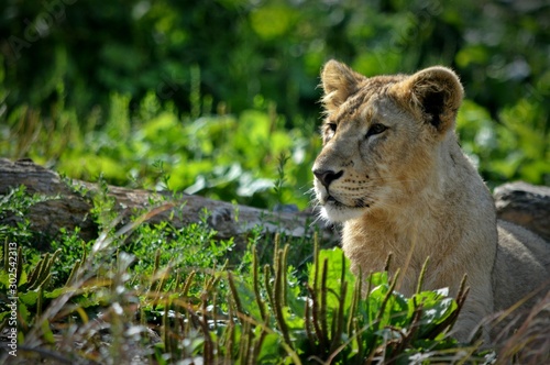 Majestic Lioness
