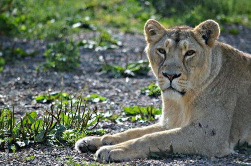 Lazy Lioness