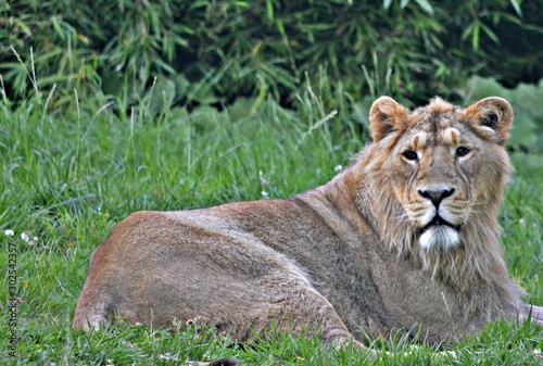 Watching Lion