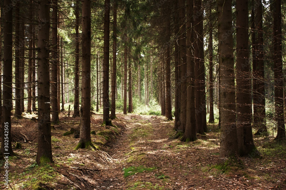 Obraz premium Forest