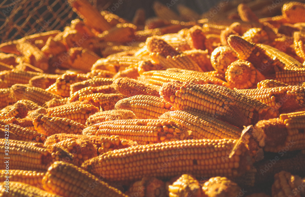 Yellow corn stack background with sunset golden light Yellow corn stack background with sunset golden light