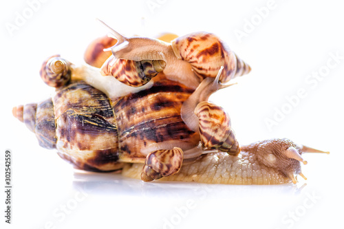 Mother of many children. Happy family. Mother of many children and her children are together for walk. Love for children and their education. House for large family. Snail with children on the back.