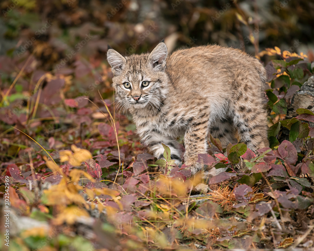 Bobcat Kitten Oakley Bobcat Kitten Oakley
